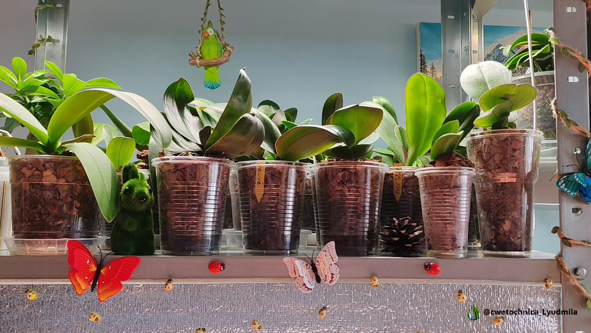 Небольшие новости о пересаженных подростках фаленопсисов смотреть онлайн