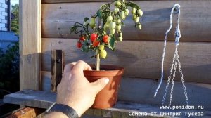 💔Помидоры Маленький Разрушитель Сердец. 💔Супер-новинка 2021 в Комнате Лилипутов💔