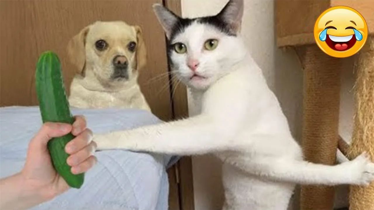 СМЕЙСЯ ДО СЛЁЗ 🤣 ВЕСЕЛАЯ ПОДБОРКА ПРИКОЛОВ С ЖИВОТНЫМИ😁