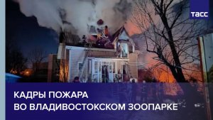 Кадры пожара во владивостокском зоопарке