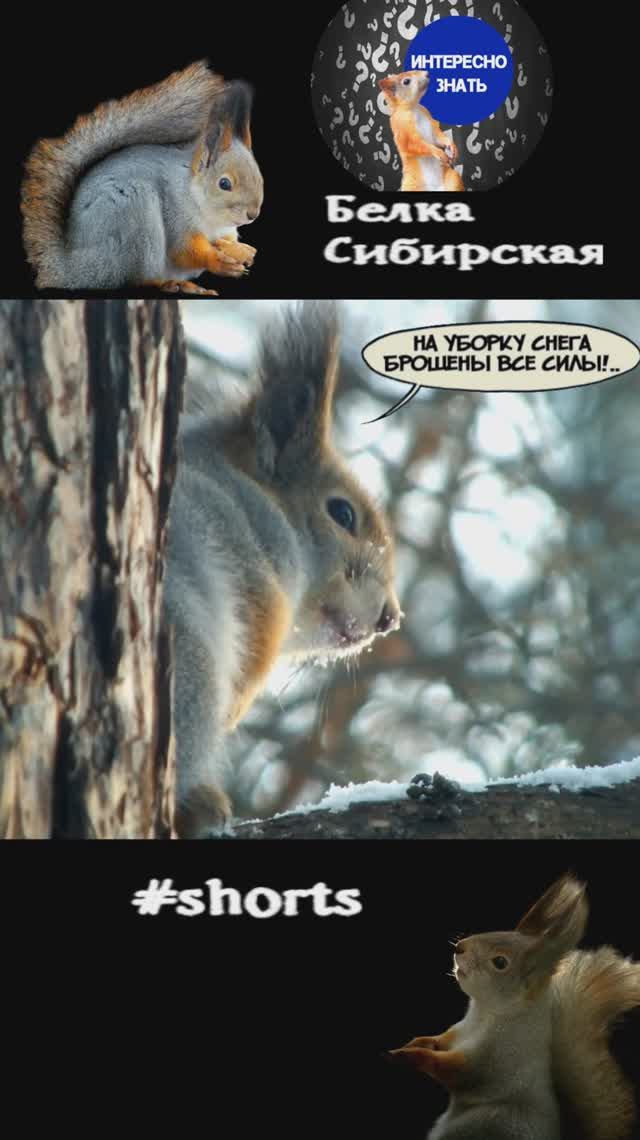 Белка ест снег