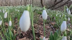 БEСПЛАТНЫЙ Парад ПОДСНЕЖНИКОВ. Севастополь. Крым.