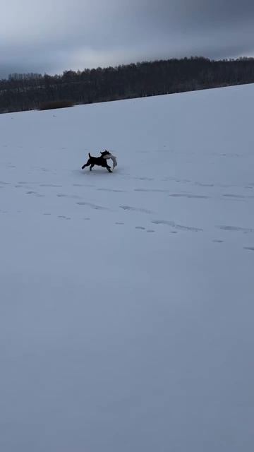 Верный помощник!) смотреть онлайн
