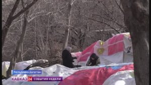 В Дагестане начали сбор черной хурмы