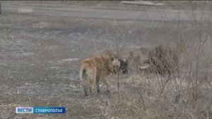 Жители Минераловодского округа Ставрополья страдают от бездомных собак