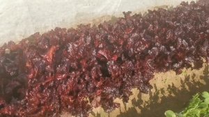 Салат выращивайте только так! Новинки семян на сайте Помидом.ру!