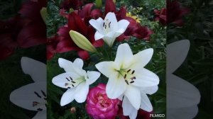 ДУША ОТДЫХАЕТ ОТ КРАСОТЫ ♥️