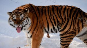 Стала известна профессия убитого тигром мужчины в Приморье