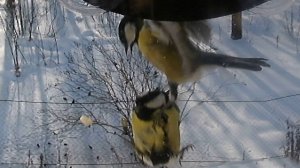 БИТВА за яичко