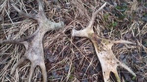 Поиск лосиных рогов. 2 рога от одного лося