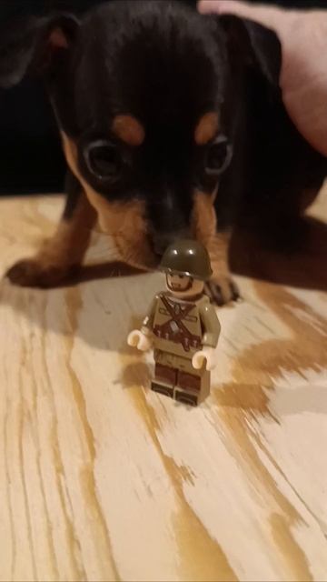 ЩЕНОК и LEGO #лего #щенок #тойтерьер #щеночек #топ #тойчик #питомец #животное #собака #малыш #няшка ЩЕНОК и LEGO #лего #щенок #тойтерьер #щеночек #топ #тойчик #питомец #животное #собака #малыш #няшка