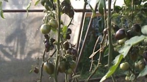 Помидоры Атомный Виноград Бреда - Brad's Atomic Grape Tomato
