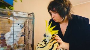 Вот она, ДОЛГОЖДАННАЯ ВСТРЕЧА двух попугаев Жорика и Киры! Кира ТАКАЯ КРАСОТКА!!!