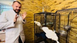 Жорик НЕРВНИЧАЕТ и просто ОТГОНЯЕТ доктора Василия от вольера с любимой Кирой,а она любуется Жориком