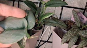 Небольшой обзор цветочков  на решетках 📽16-02-2026