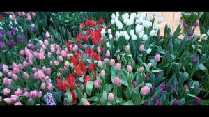 Москва  Весна в Аптекарском огороде 16.02.2026