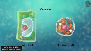 Строение клетки