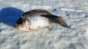 ОЗ.Белое, Алтайский край. Клёв в глухозимье