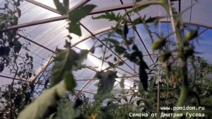 🍅Помидоры Леденцы — Candy Sweet Icicle, 👍🏻Супер-новинка 2021 в Комнате Черри