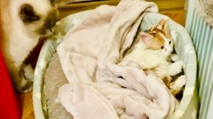 Мы спрятали котят Карамельку и Коржика, но папа кот их нашел и не отходит ни на минуту)))