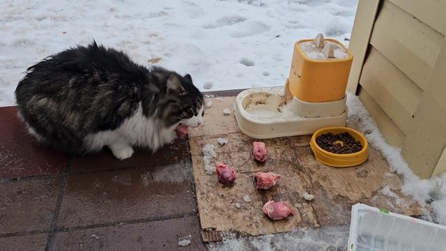 🐈⬛Клёпа поёт, Енот с Багирами-Угольками ест, готовимся к снежном тайфуну🔥 смотреть онлайн