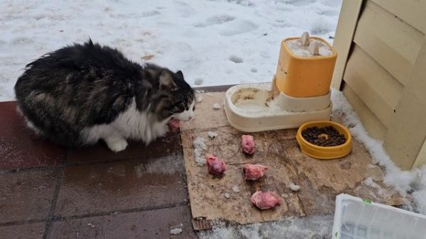 🐈⬛Клёпа поёт, Енот с Багирами-Угольками ест, готовимся к снежном тайфуну🔥