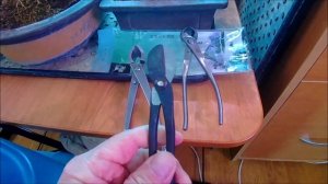 Бон Zай  Зимовка деревьев в квартире февраль 2026 год