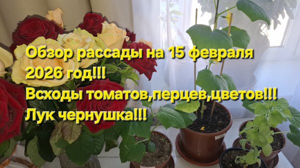 Всходы рассады перцев,томатов,цветов!!!Обзор всходов лук чернушки и развитие огурцов!!!