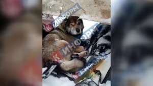 Югорчане сообщили про ещё одну возможную жертву трагедии на трассе в Нефтеюганском районе