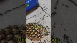 Снежок наблюдает за распаковкой, купила ванночку