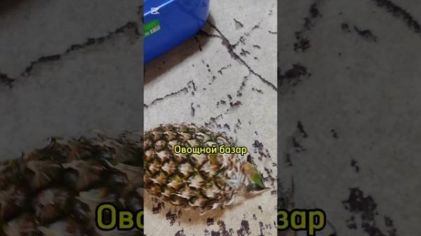 Снежок наблюдает за распаковкой, купила ванночку