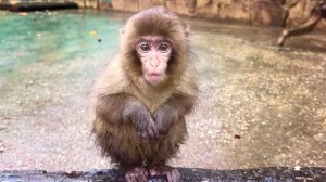 САМАЯ МИЛАЯ - макака Сакура! ЗЛОЙ Веня РВЁТ клоки шерсти у Фени! Угощений всегда мало, но сил нет..