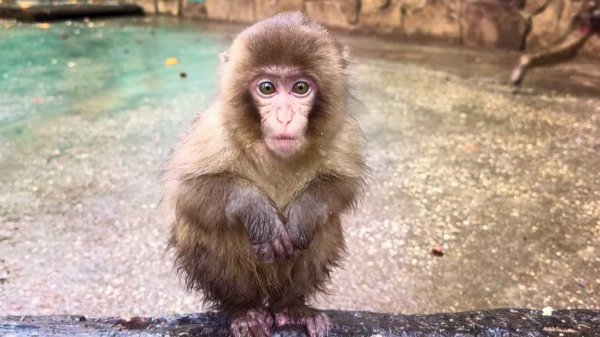 САМАЯ МИЛАЯ - макака Сакура! ЗЛОЙ Веня РВЁТ клоки шерсти у Фени! Угощений всегда мало, но сил нет..