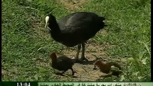 Libiya TV (06-2010) смотреть онлайн