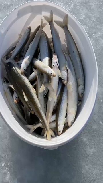 Блесна Swarovski — секрет отличного клёва на Соколовской!