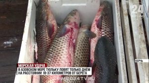 Сезон добычи тюльки в Азовском море достиг экватора