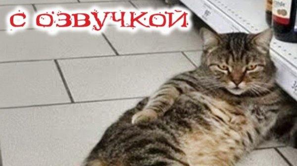 СМЕШНО ДО СЛЕЗ Приколы_с_котами и кошками!Смешные_коты!_Самые_смешные_животные!Смешная озвучка