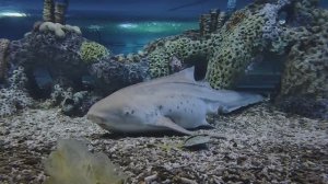 Зебровая акула. Акула-зебра. Океанариум РИО