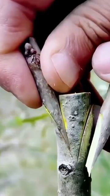 Прививаю 2 сорта инжира на 1 ствол Ростов-на-Дону - Маленькие Сады