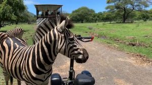 Встреча с зебрами