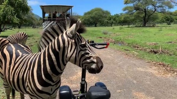 Встреча с зебрами
