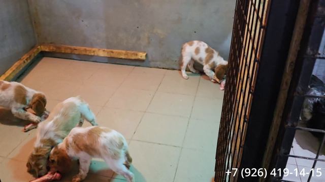 Щенкам два месяца