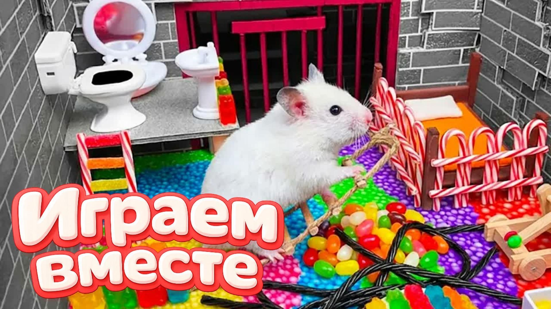 ХОМЯК ВЫБИРАЕТСЯ ИЗ СЕКРЕТНОЙ ХОМЯЧЕЙ ТЮРЬМЫ ! Играем ВМЕСТЕ ⚡ Помогаем выбраться из лабиринта ! смотреть онлайн