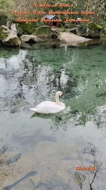 15 февраля 2026 г. Алупка. Озера Воронцовского парка:Лебединое,Форельное и Зеркальное #ялта #алупка 15 февраля 2026 г. Алупка. Озера Воронцовского парка:Лебединое,Форельное и Зеркальное #ялта #алупка