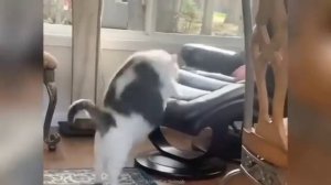 Смешные животные