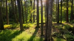 расторжение контракта