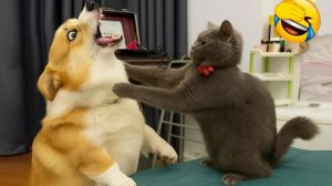 Смешные и забавные животные 😻😺 Лучшие приколы с животными 🐶 Подборка забавных животных