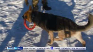 Налог на выгул собак: «Вести-Кузбасс» разобрались в деталях резонансной инициативы