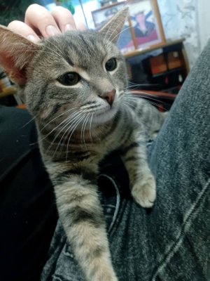 Шапка оделя