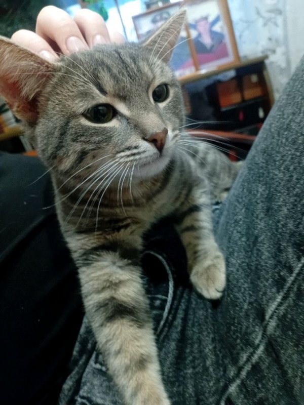 Шапка оделя